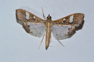 Maruca vitrata Maruca vitrata Bean Pod Borer Moth Discover Life