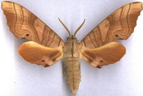 Marumba Marumba sperchius ussuriensis