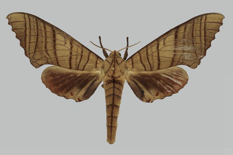 Marumba Taxonomy Sphingidae Taxonomic Inventory