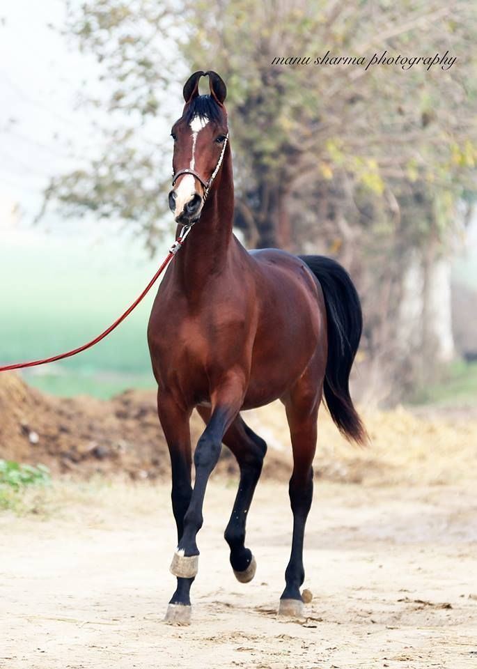 Marwari horse 1000 ideas about Marwari Horses on Pinterest Horses Pretty