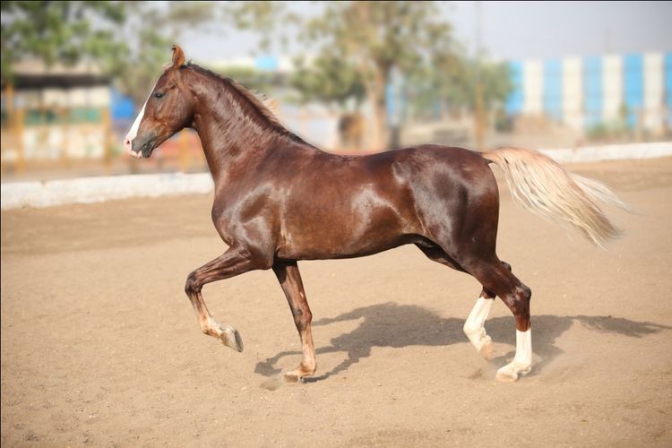 Marwari horse Breed InfoRevanta Marwari Horses