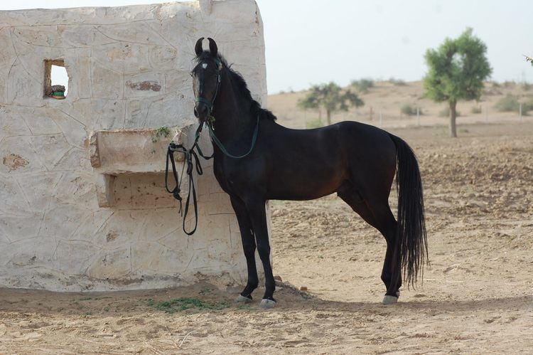 Marwari horse 1000 images about Marwari Horses on Pinterest Arabian horses The