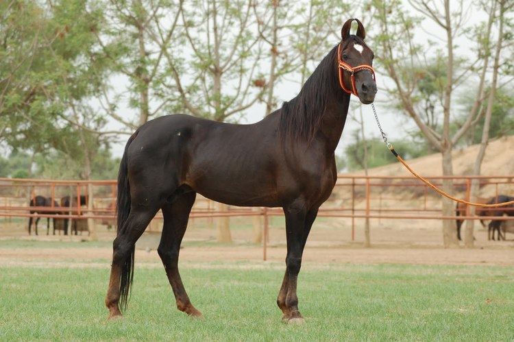Marwari horse 1000 images about Marwari Horses on Pinterest Arabian horses