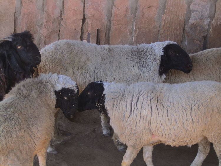 Marwari sheep