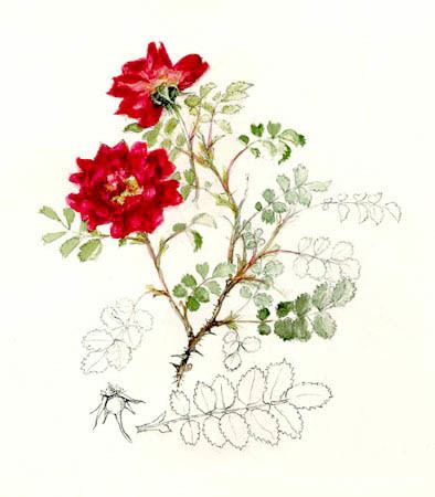 Mary McMurtrie Peter D A Boyds article on Mary McMurtrie painter of Scots Roses