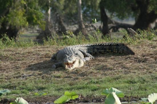 Mary River (Northern Territory) httpsmediacdntripadvisorcommediaphotos01