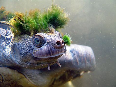 Mary River turtle endangered quotMary River Turtlequot with moss growing on head Menagerie