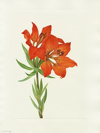 Mary Vaux Walcott Mary Vaux Walcott North American Wildflower Prints 1925