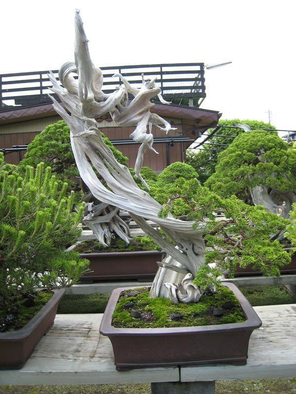 Masahiko Kimura (bonsai artist) Masahiko Kimura Beautiful Bonsai Pinterest Bonsai Gardens and