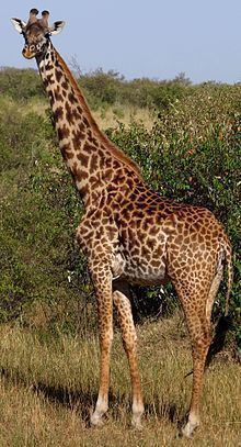 Masai giraffe Masai giraffe Wikipedia