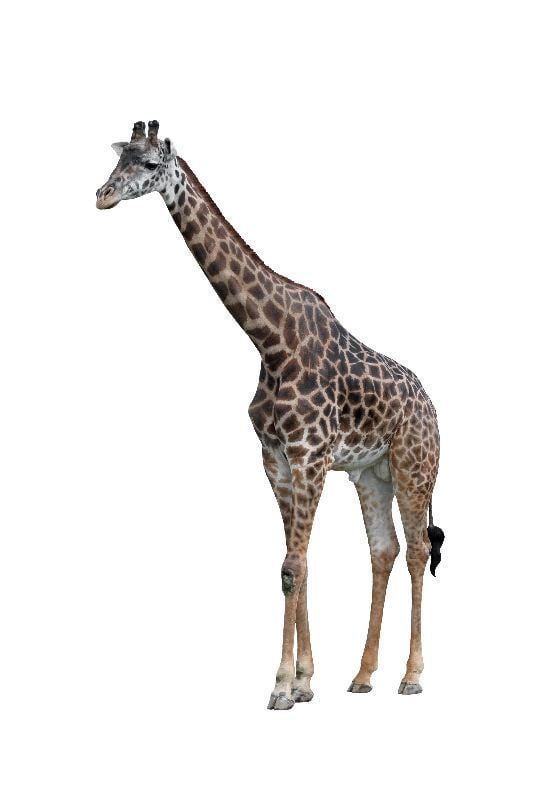 Masai giraffe wwwgiraffeworldscomwpcontentuploadsMasaiGir