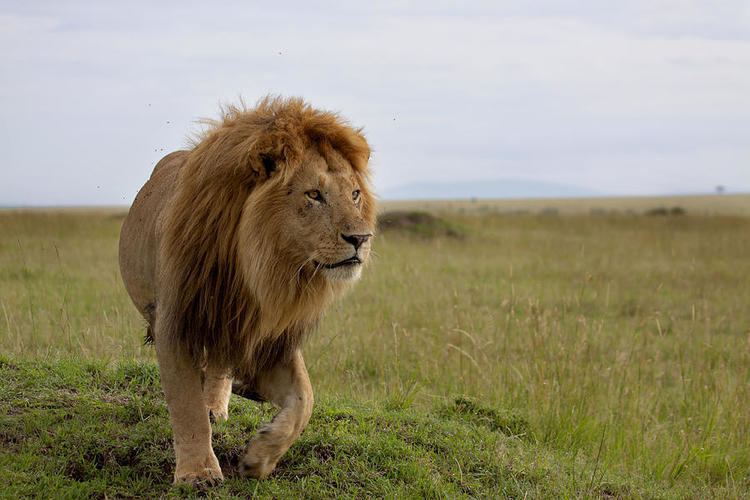 Masai lion Masai Lion A Z Animals