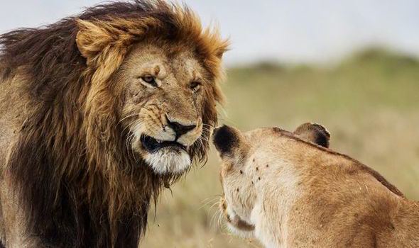 Masai lion Masai Mara National Reserve Lion couple make up after fight World
