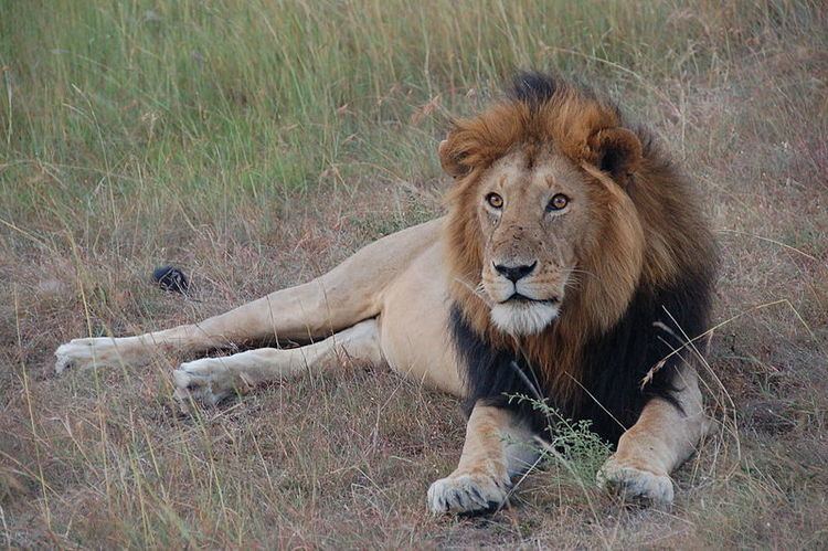 Masai lion Lions Lost Conservation Articles amp Blogs CJ