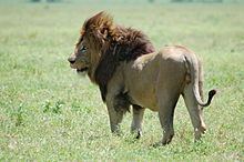 Masai lion httpsuploadwikimediaorgwikipediacommonsthu