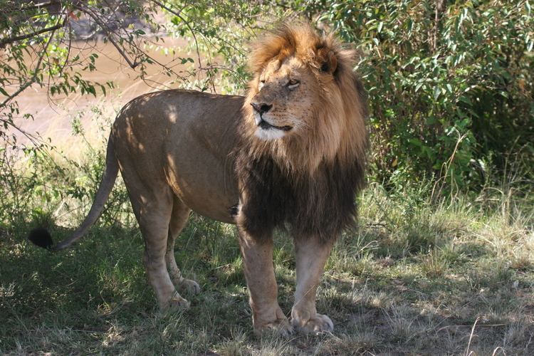 Masai lion Masai Lion Safari Kenya Australian operated Luxury African Safaris