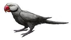 Mascarene grey parakeet httpsuploadwikimediaorgwikipediacommonsthu