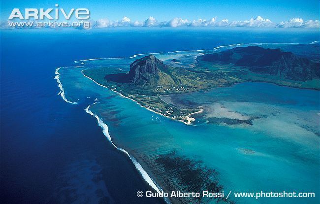 Mascarene Islands Indian Ocean islands photo oceanislands ARKive