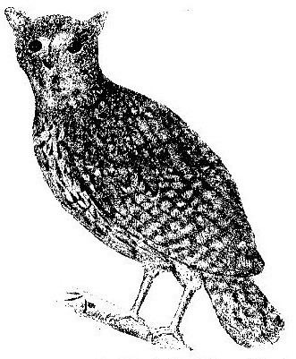 Mascarene owls httpsuploadwikimediaorgwikipediacommons00