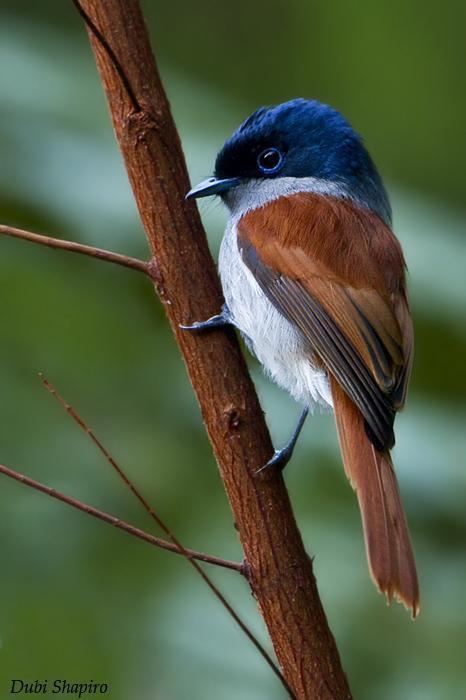 Mascarene paradise flycatcher httpssmediacacheak0pinimgcomoriginalsf0