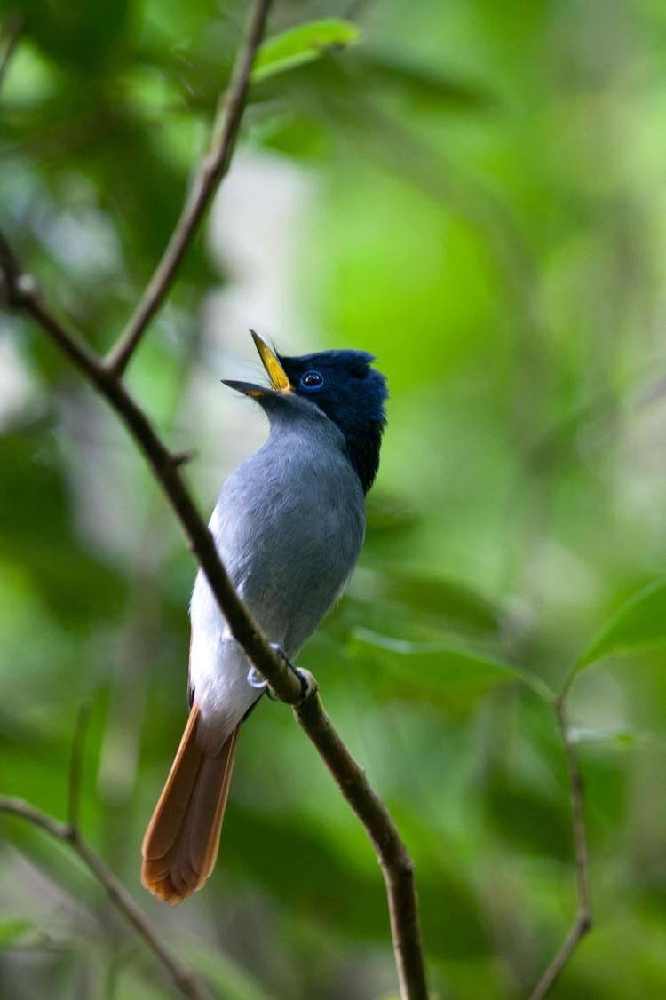 Mascarene paradise flycatcher Mascarene Paradiseflycatcher Terpsiphone bourbonnensis Adult