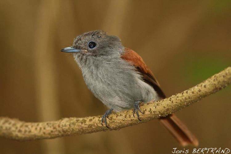 Mascarene paradise flycatcher Gallery of Mascarene Paradiseflycatcher Terpsiphone bourbonnensis