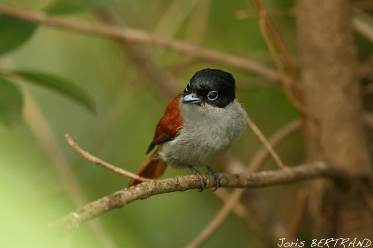 Mascarene paradise flycatcher Mascarene Paradiseflycatcher Terpsiphone bourbonnensis Mascarene