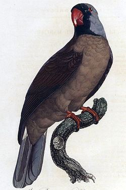Mascarene parrot httpsuploadwikimediaorgwikipediacommonsthu