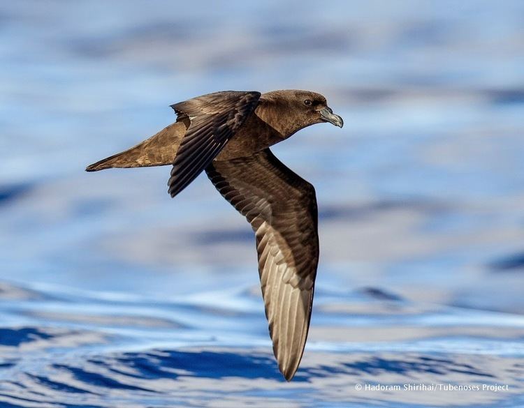 Mascarene petrel The Two Bird Theory Mascarene Petrel and what it takes to get the