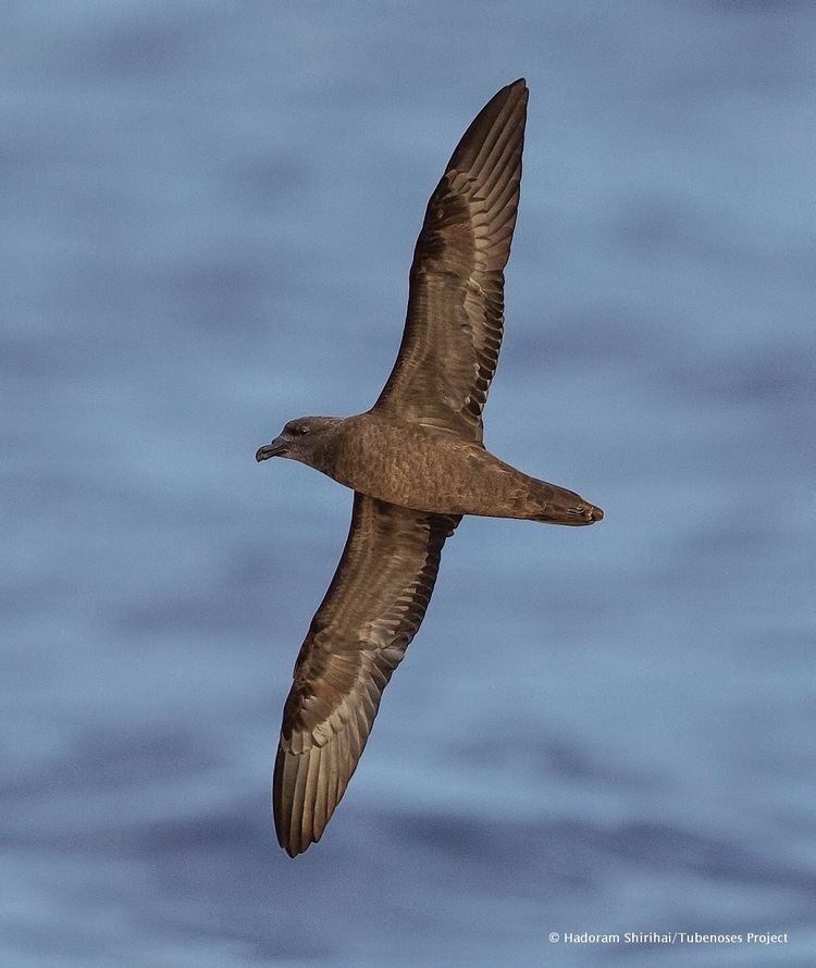 Mascarene petrel The Two Bird Theory Mascarene Petrel and what it takes to get the