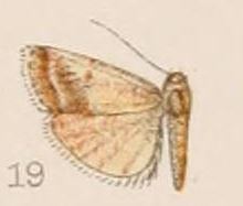 Mascelia ectophoea