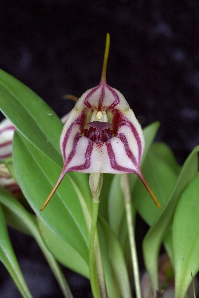 Masdevallia IOSPE PHOTOS