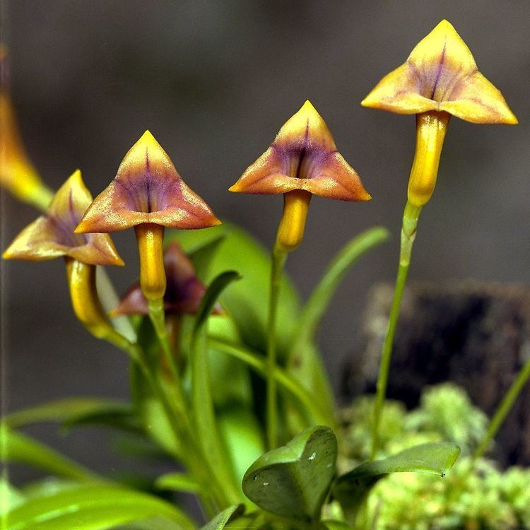 Masdevallia Masdevallia Wikimedia Commons