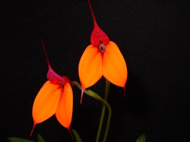 Masdevallia IOSPE PHOTOS