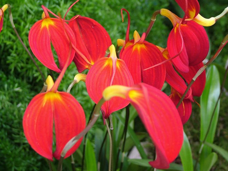 Masdevallia Masdevallia species