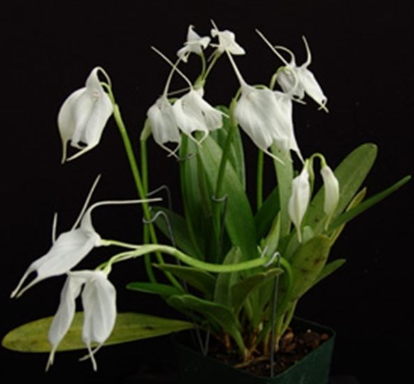 Masdevallia tovarensis Masdevallia tovarensis presented by Orchids Limited