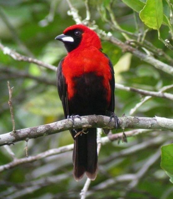 Masked crimson tanager Masked Crimson Tanager BirdForum Opus