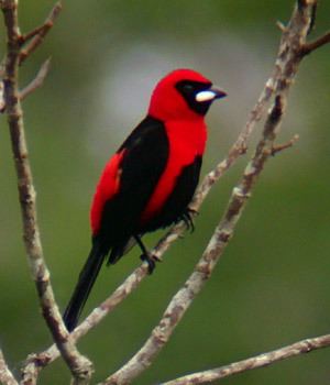 Masked crimson tanager Surfbirds Online Photo Gallery Search Results