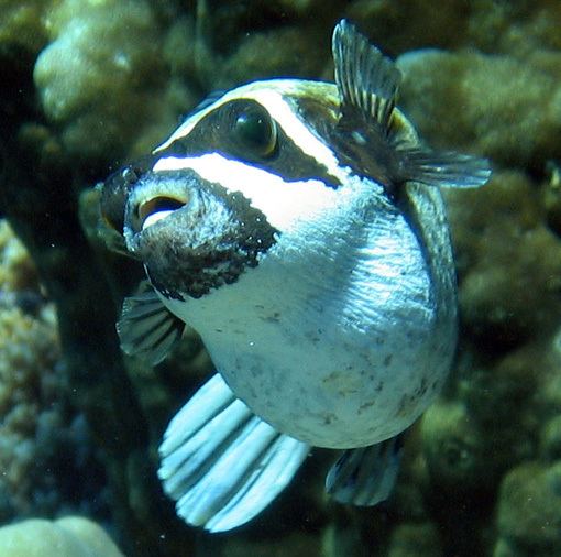 Masked puffer Masked puffer Arothron diadematus The Fish Directory