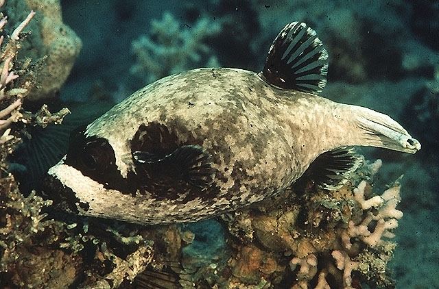 Masked puffer masked pufferfish Arothron diadematus FactSheet