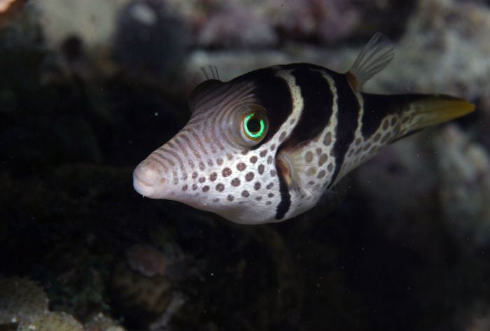 Masked puffer Masked Puffer Arothron diadematus Redorbit