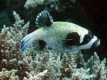 Masked puffer httpsuploadwikimediaorgwikipediacommonsthu