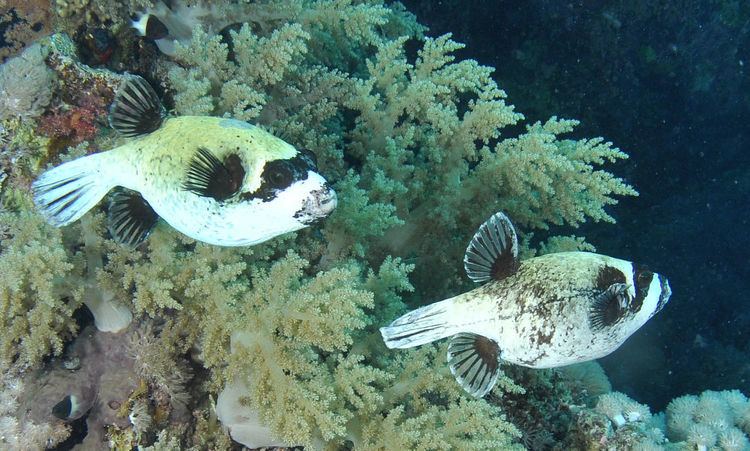 Masked puffer FileMasked pufferJPG Wikimedia Commons