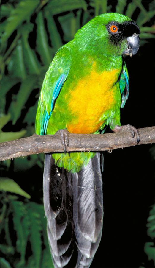 Masked shining parrot Prosopeia shining parrot photos
