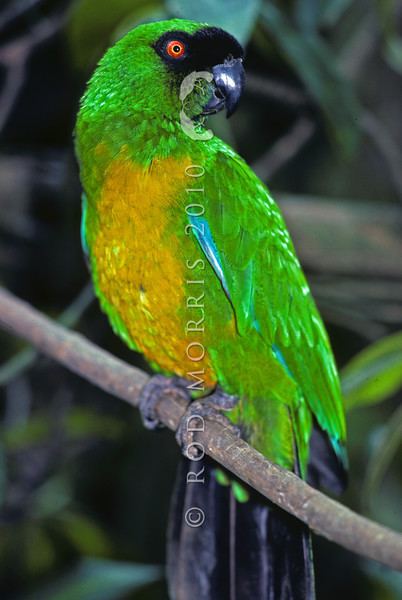 Masked shining parrot Birds from other countries Rod Morris Nature Photography