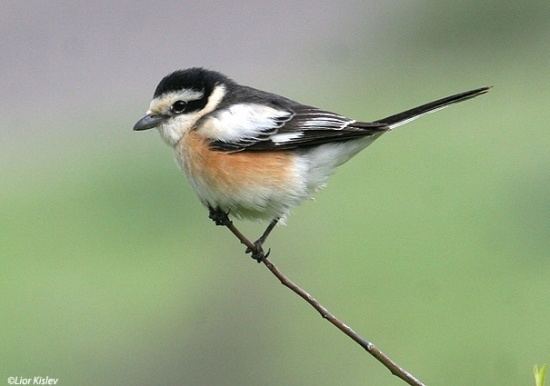 Masked shrike Masked Shrike BirdForum Opus