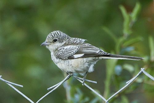 Masked shrike Juvenile Masked Shrike