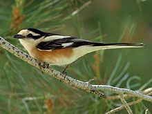 Masked shrike httpsuploadwikimediaorgwikipediacommonsthu