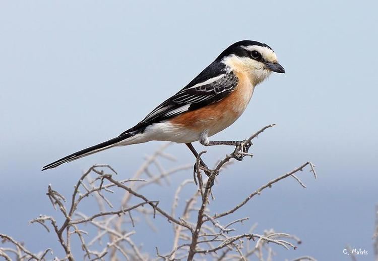 Masked shrike Masked Shrike Lanius nubicus Pixdaus