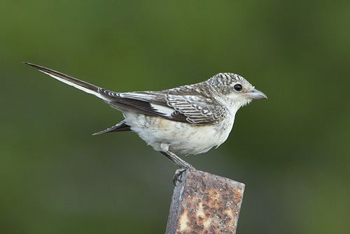 Masked shrike Juvenile Masked Shrike